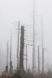 Deutschland, Niedersachsen, Nationalpark Harz, nebliger toter Wald, abgestorben durch Trockenheit und Borkenkäferbefall Deutschland, Niedersachsen, Nationalpark Harz, nebliger toter Wald, abgestorben durch Trockenheit und Borkenkäferbefall